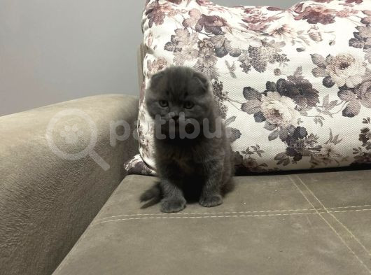 0 Kulak Yuvarlak Surat Scotti̇sh Fold Bebekler görsel