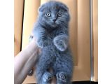 0 KULAK YUVARLAK SURAT SCOTTİSH FOLD BEBEKLER