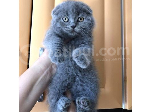 0 Kulak Yuvarlak Surat Scotti̇sh Fold Bebekler