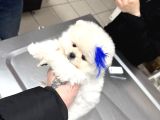 Boncuk Teacup Ki̇lo Garanti̇li̇ Kar Beyaz Pomerani̇an Boo