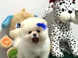 Boncuk Teacup Ki̇lo Garanti̇li̇ Kar Beyaz Pomerani̇an Boo
