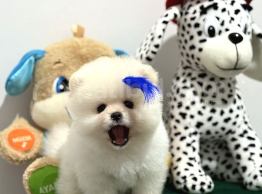 Boncuk Teacup Ki̇lo Garanti̇li̇ Kar Beyaz Pomerani̇an Boo görsel