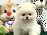 Boncuk Teacup Ki̇lo Garanti̇li̇ Kar Beyaz Pomerani̇an Boo