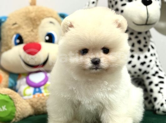 Boncuk Teacup Ki̇lo Garanti̇li̇ Kar Beyaz Pomerani̇an Boo görsel