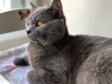 British Shorthair Erkek 6 aylık