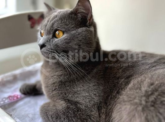 British Shorthair Erkek 6 Aylık
