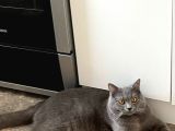 British Shorthair Erkek 6 Aylık
