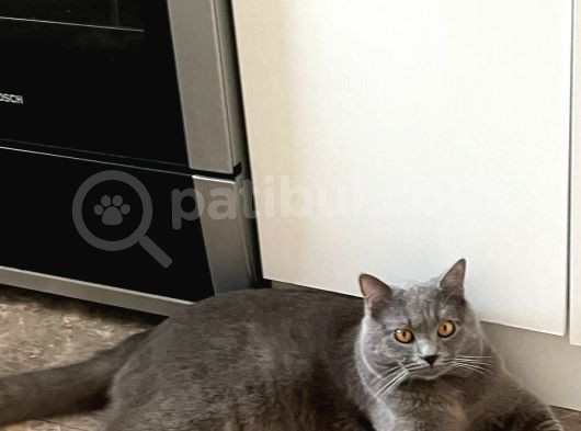 British Shorthair Erkek 6 Aylık görsel