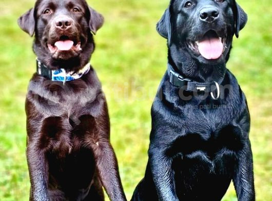 Secereli Labrador Retriever Yavrularımız