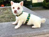 Mi̇ni̇ Boy Şpi̇tz Yavrulari Ankara