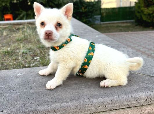 Mi̇ni̇ Boy Şpi̇tz Yavrulari Ankara görsel