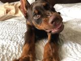Kızıl Doberman Show Kalite Hasodur Ağalar