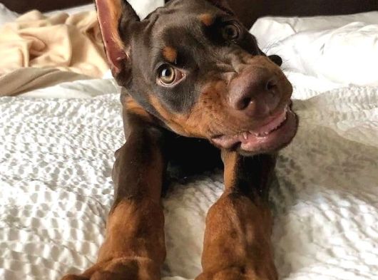 Kızıl Doberman Show Kalite Hasodur Ağalar görsel