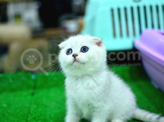 Yok böyle güzellikte silver scottish fold