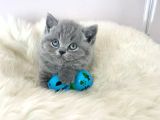 Bebeksi Gri British Shorthair