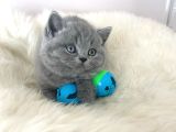 Bebeksi Gri British Shorthair