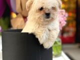 Pamuk Gibi Maltipoo Yavrusu