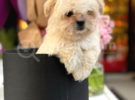 Pamuk Gibi Maltipoo Yavrusu görsel