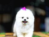 YÜKSEK KALITE POMERANIAN BOO YAVRULAR