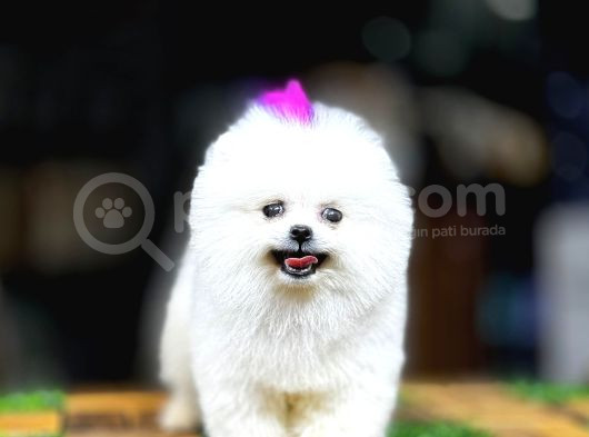 Yüksek Kalite Pomeranian Boo Yavrular