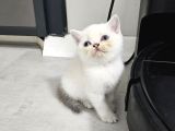 Aile Sıcaklığnda Büyüyen  Scottish Fold British Yvrlr