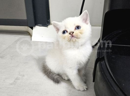 Aile Sıcaklığnda Büyüyen  Scottish Fold British Yvrlr görsel