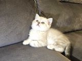 Aile Sıcaklığnda Büyüyen  Scottish Fold British Yvrlr