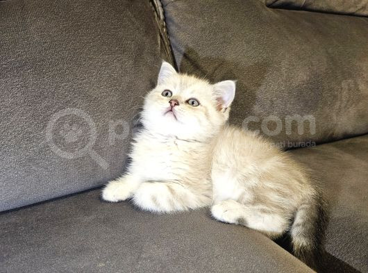 Aile Sıcaklığnda Büyüyen  Scottish Fold British Yvrlr görsel