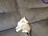 Aile Sıcaklığnda Büyüyen  Scottish Fold British Yvrlr