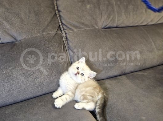 Aile Sıcaklığnda Büyüyen  Scottish Fold British Yvrlr görsel