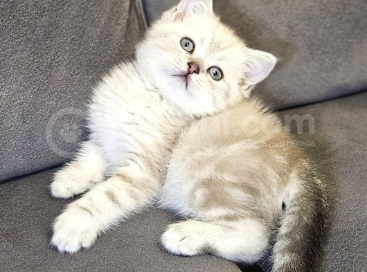 Aile Sıcaklığnda Büyüyen  Scottish Fold British Yvrlr görsel