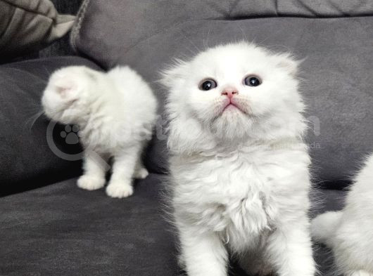 Aile Sıcaklığnda Büyüyen  Scottish Fold British Yvrlr görsel