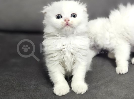 Aile Sıcaklığnda Büyüyen  Scottish Fold British Yvrlr görsel