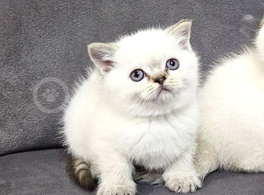 Aile Sıcaklığnda Büyüyen  Scottish Fold British Yvrlr