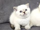 Aile Sıcaklığnda Büyüyen  Scottish Fold British Yvrlr