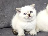 Aile Sıcaklığnda Büyüyen  Scottish Fold British Yvrlr