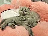 Aile Sıcaklığnda Büyüyen  Scottish Fold British Yvrlr