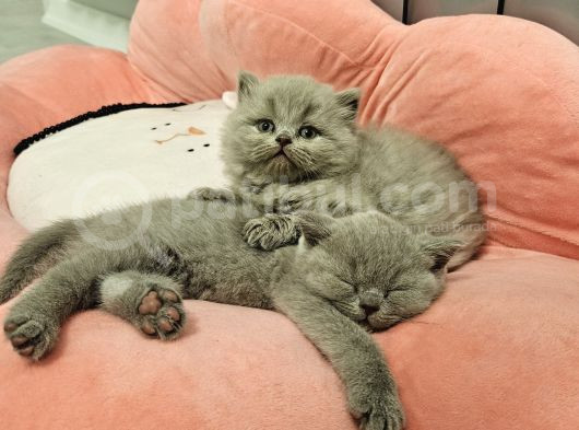 Aile Sıcaklığnda Büyüyen  Scottish Fold British Yvrlr görsel