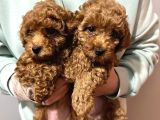 Dişi Brown Toy Poodle