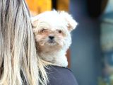 Pamuk Gibi Maltipoo Yavrusu