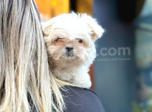 Pamuk Gibi Maltipoo Yavrusu görsel