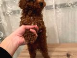 Dişi Brown Toy Poodle