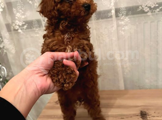 Dişi Brown Toy Poodle görsel