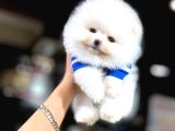 Pomeranian Üretim Çiftliğinden