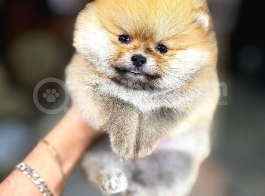 Yüksek Kalite Pomeranian Boo Yavrular görsel