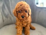 sağlık ve Irk Garantili Toy Poodle yavrular