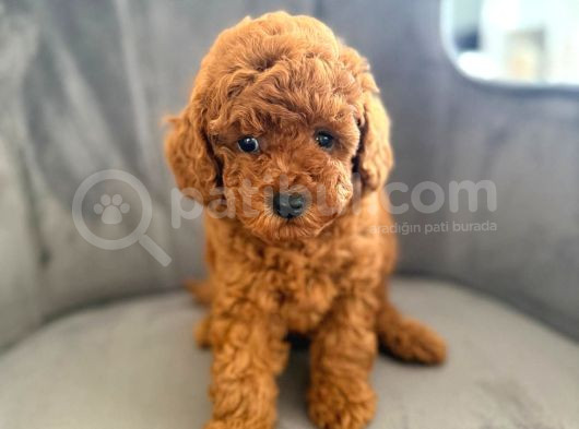 Sağlık Ve Irk Garantili Toy Poodle Yavrular
