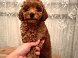 Dişi Brown Toy Poodle