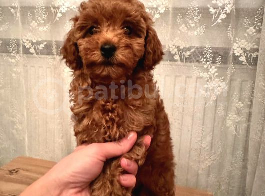 Dişi Brown Toy Poodle görsel