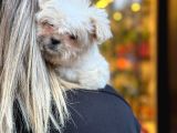 Pamuk Gibi Maltipoo Yavrusu